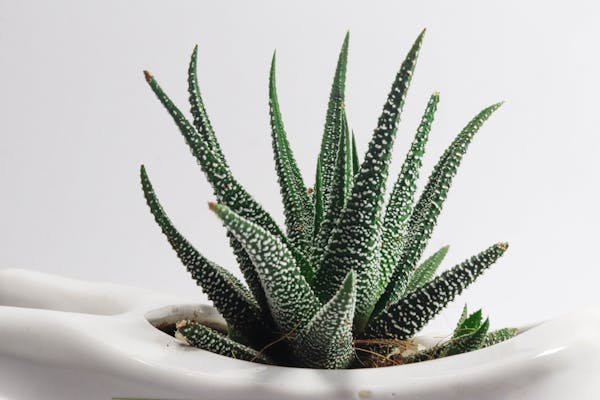Aloe vera produits forever : la solution naturelle pour votre bien-Être